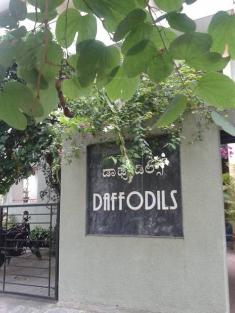Images for Amenities of Renaissance Daffodils