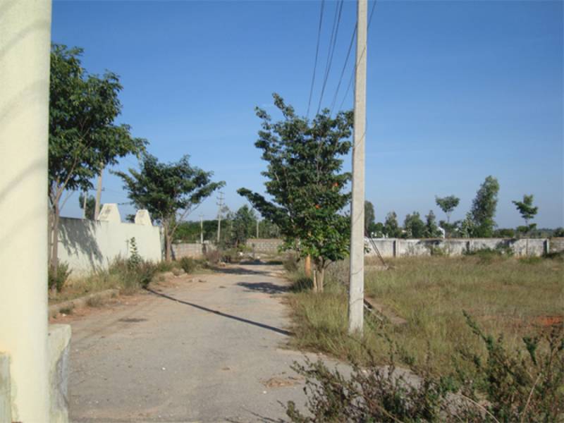  evergreen Main Other